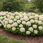 Hortenzia metlinatá (Hydrangea paniculata) ´LITTLE HOTTIE´ - výška 15-25 cm, kont. C3L